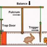 How Make Rabbit Traps ?