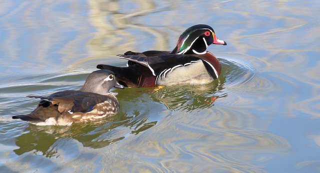 Duck Hunting Basics: Tips for Beginners