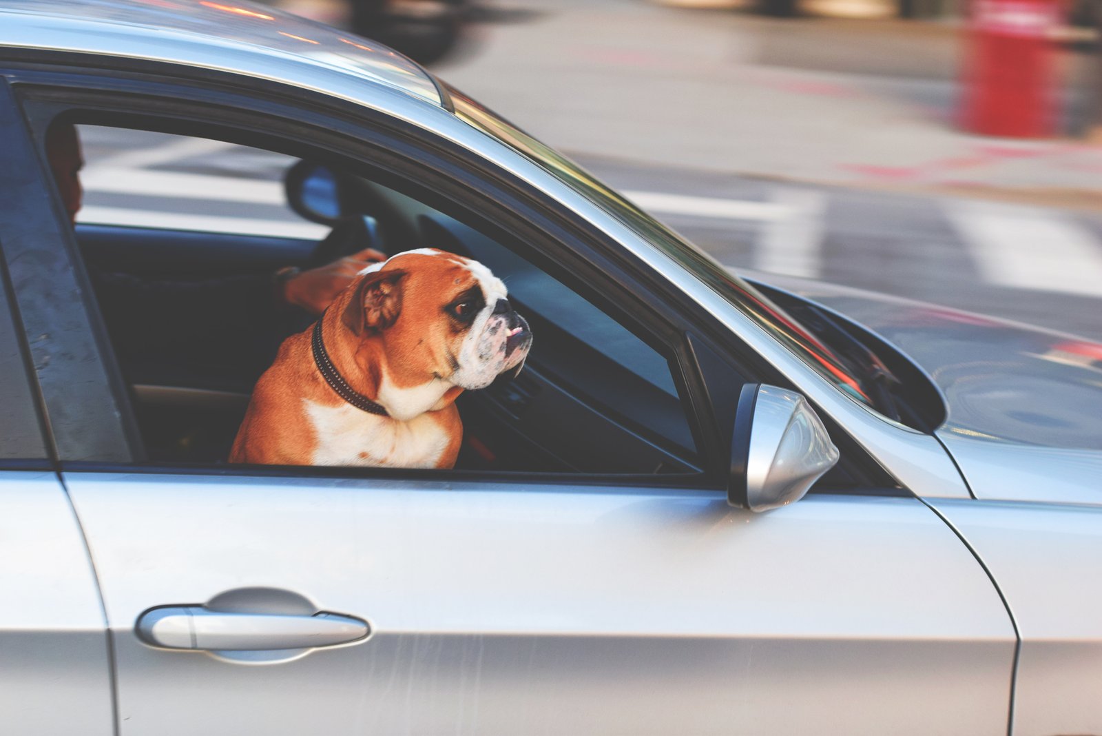 5 Ways to Survive a Solo Road Trip with Your Dog