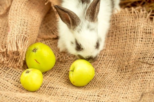 old apple core can make perfect rabbit bait