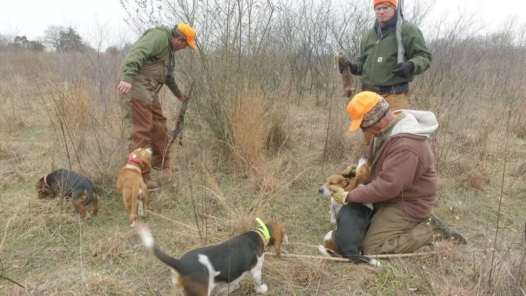 Rabbit Hunting Dogs, The Laws, The Breeds and Methods