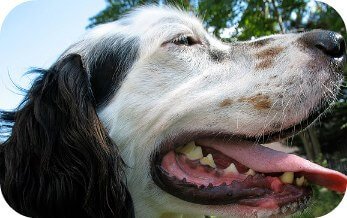 englishsetter