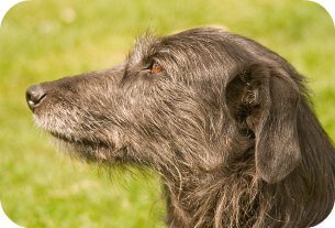 lurcher